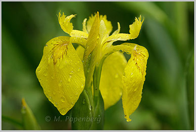 Iris nach dem Regen