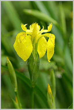 Gelbe Schwertlilie, Knospe und Blüte