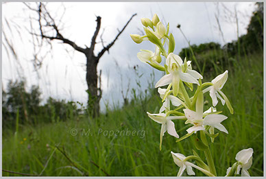 Weiße Waldhyazinthe auf Streuobstwiese