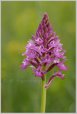 Spitzorchis