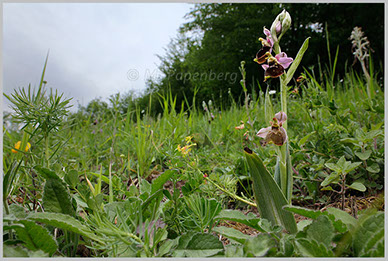 die seltene Hummel-Ragwurz auf einem Magerasen